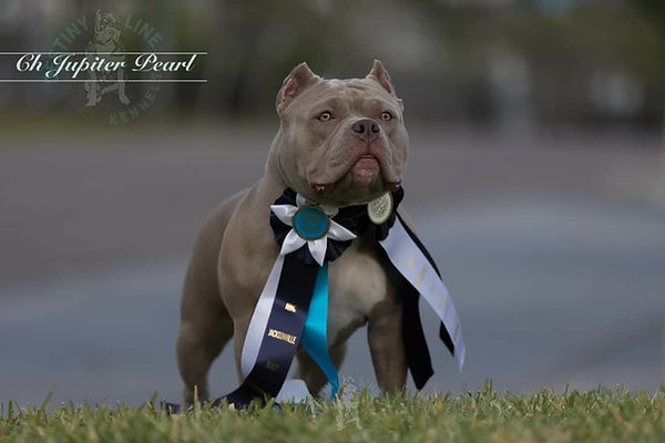 Питомник американских булли American Dream