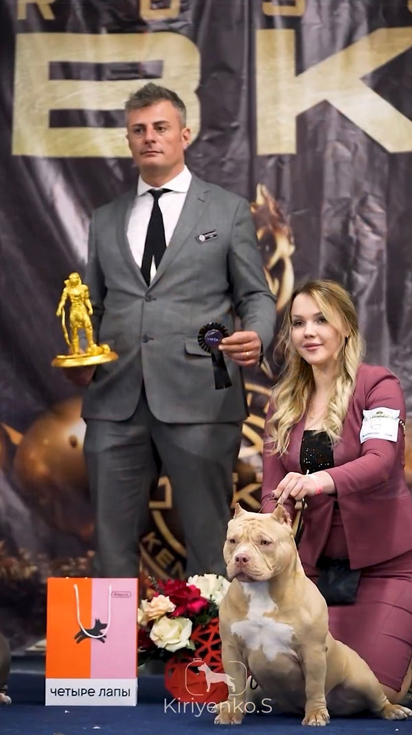 Питомник американских булли American Dream