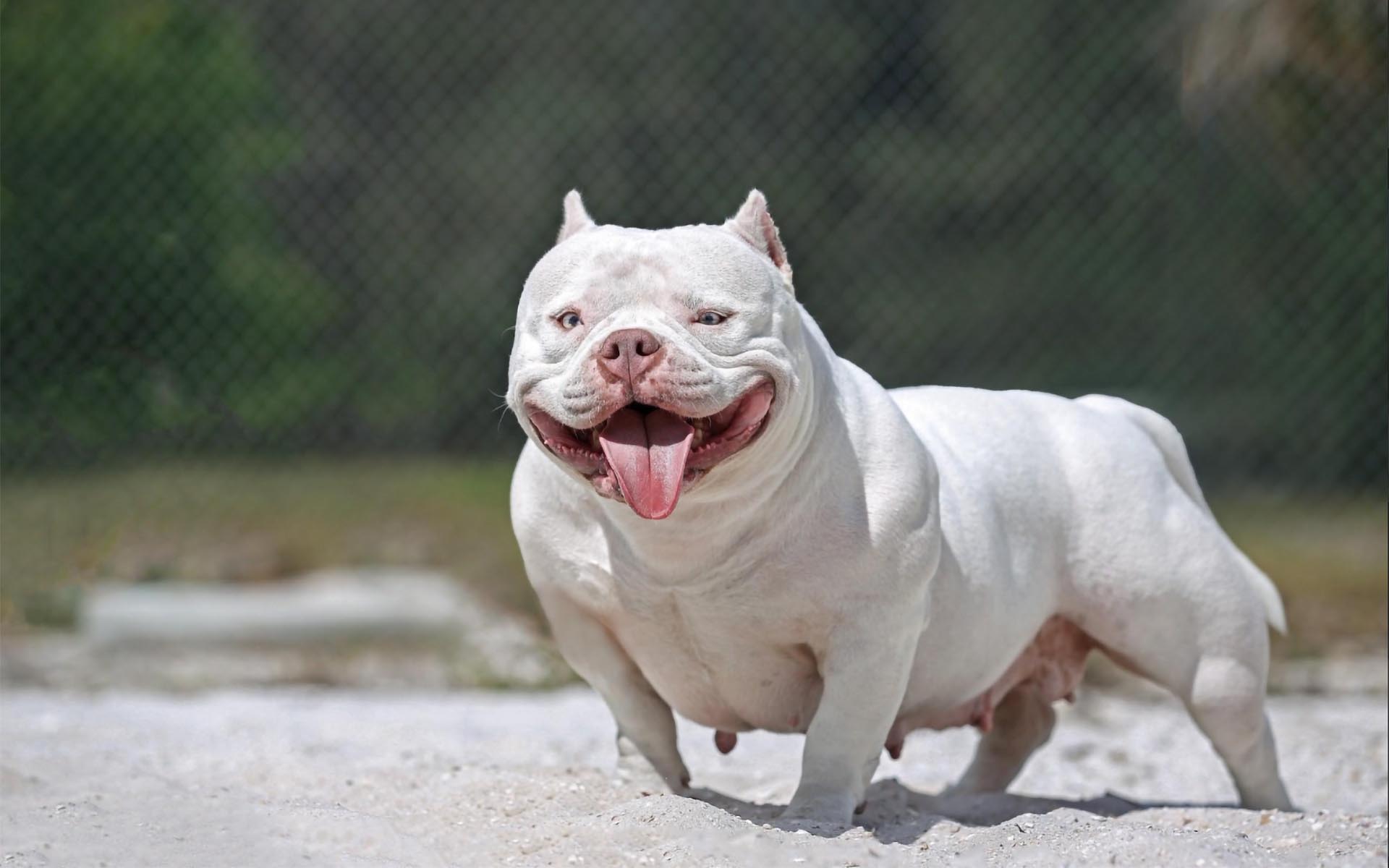 Beau Chien’s Denali aka Smurf